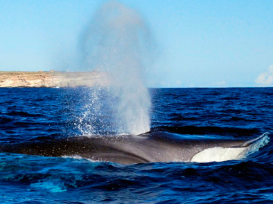 Casa Vacanze Bolino Lampedusa